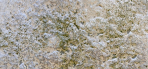 カビ・コケ・染み